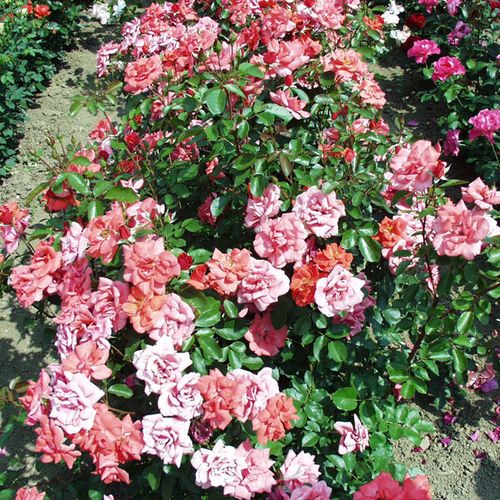 Bordová - oranžová - Stromkové ruže,  kvety kvitnú v skupinkáchstromková ruža s kríkovitou tvarou koruny